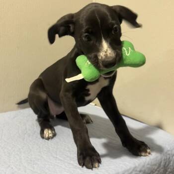 Arias -  Black Mouth Cur Dog for Adoption in Tampa, Florida - Arias | PetCurious