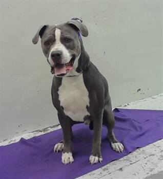 Staffordshire Bull Terrier and Mixed Breed Dogs Available for Adoption in Houston, Texas - BUZZ | PetCurious