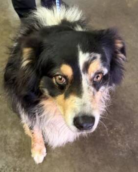 Australian Shepherd Dogs Available for Adoption - ROOSTER | PetCurious