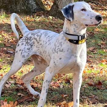 Catahoula Leopard Dog Dogs Available for Adoption in Mettawa, Illinois - Vinnie: So Handsome  & Would Love A Sibling  | PetCurious
