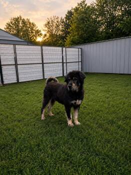 Nico -  Newfoundland Dog Dog for Adoption in Brownstown, Indiana - Nico | PetCurious