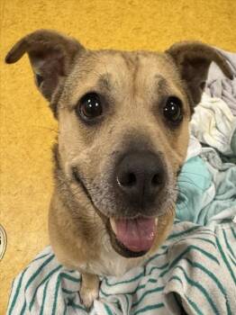 Pit Bull Terrier and Dachshund Dogs Available for Adoption - MEELA | PetCurious