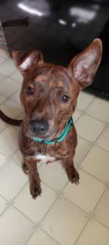 Paco -  Mixed Breed Dog for Adoption in Coldwater, Michigan - Paco | PetCurious