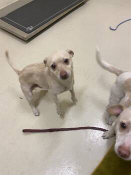 Rescue Chihuahua Dogs for Adoption in Fremont, California - POOH BEAR | PetCurious