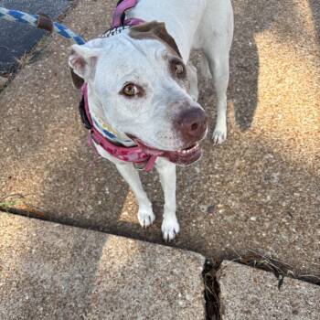 Cali Chappa -  Pit Bull Terrier Dog for Adoption in St. Louis, Missouri - Cali Chappa | PetCurious