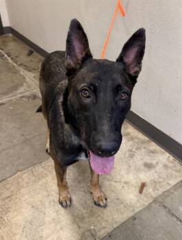 FLOWER -  Belgian Shepherd Malinois Dog for Adoption in Ontario, California - FLOWER | PetCurious