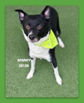 SPARKY -  Border Collie Dog for Adoption in Marietta, Georgia - SPARKY | PetCurious