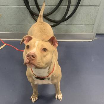 Pit Bull Terrier Dogs Available for Adoption - Kim Possible | PetCurious