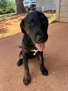 Rescue Black Labrador Retriever and Catahoula Leopard Dog Dogs for Adoption in Shelby County, Texas - Chloe | PetCurious