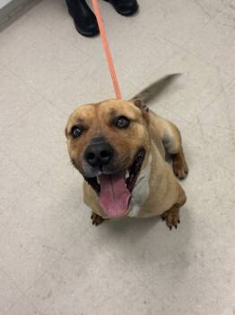 Rescue Mixed Breed Dogs for Adoption in Columbus, Indiana - Mickey | PetCurious