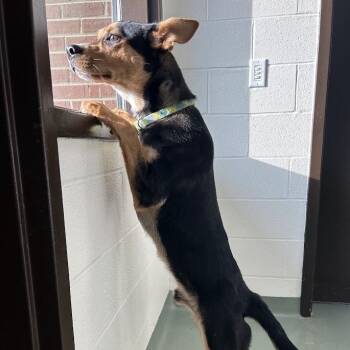 SVAS-Stray-39285 -  Shepherd and Mixed Breed Dog for Adoption in Lyndhurst, Virginia - SVAS-Stray-39285 | PetCurious