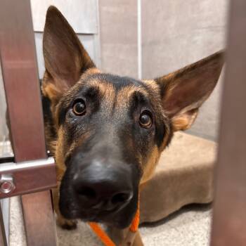 Rescue German Shepherd Dog Dogs for Adoption in Nashville, Indiana - Noel | PetCurious