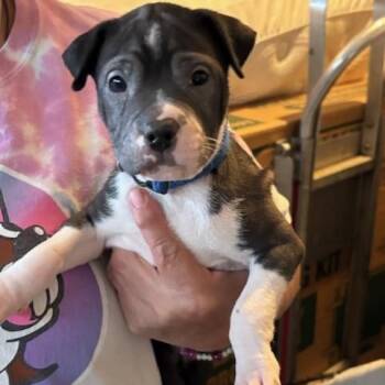 Rescue Labrador Retriever Dogs for Adoption in Saint George, Vermont - Louie | PetCurious