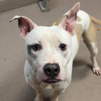 Staffordshire Bull Terrier Dogs Available for Adoption in Valparaiso, Indiana - Grogu | PetCurious