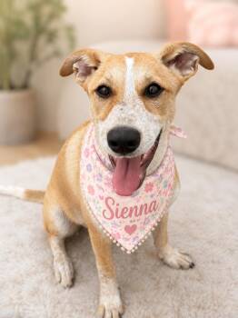 Sierra - "The Runt with the Most Heart!  -  Australian Cattle Dog Blue Heeler and Labrador Retriever Dog for Adoption in Green Ridge, Missouri - Sierra - "The Runt With The Most Heart!  | PetCurious