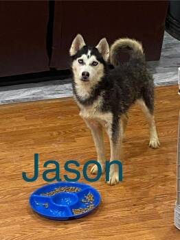 Husky and German Shepherd Dog Dogs Available for Adoption - Seven Kingdoms : Baelor (Jason) | PetCurious