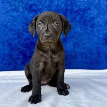 Sage -  Labrador Retriever Dog for Adoption in Carencro, Louisiana - Sage | PetCurious