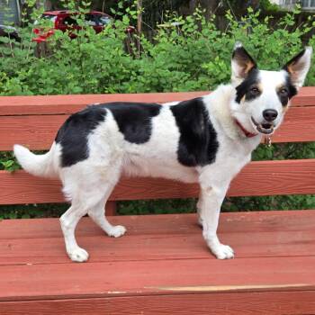 Roxie -  Border Collie Dog for Adoption in Kansas City, Missouri - Roxie | PetCurious