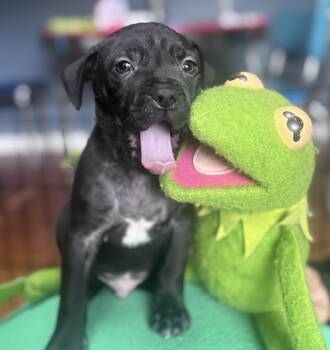 Froggy Little Rascals - Local Fun -  Black Labrador Retriever Dog for Adoption in Andover, Massachusetts - Froggy Little Rascals - Local Fun | PetCurious