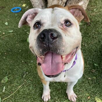 Hennessy -  Mixed Breed Dog for Adoption in Providence, Rhode Island - Hennessy | PetCurious