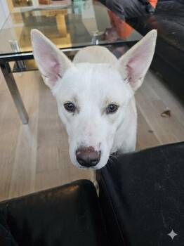 Mixed Breed Dogs Available for Adoption in Germantown, Ohio - Bellis | PetCurious