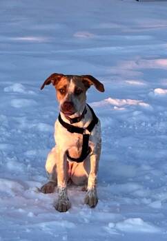 Labrador Retriever Dogs Available for Adoption - Stuka | PetCurious