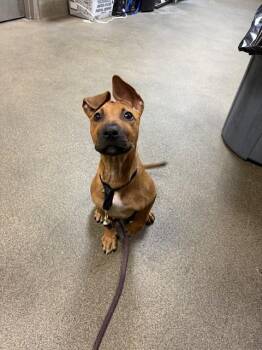 ZOOEY -  Mixed Breed Dog for Adoption in Jacksonville, Florida - ZOOEY | PetCurious