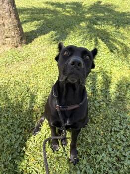 Mama - 2 -  Cane Corso and Mixed Breed Dog for Adoption in Daytona Beach, Florida - Mama - 2 | PetCurious