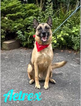 Rescue German Shepherd Dog Dogs for Adoption in Westbury, New York - Aetrex | PetCurious