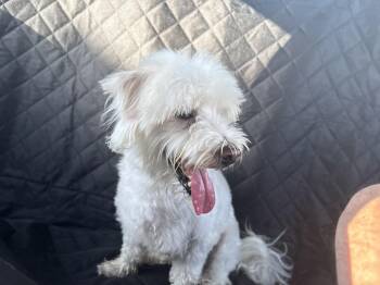 Rocky -  Maltese and Poodle Dog for Adoption in Maitland, Florida - Rocky | PetCurious