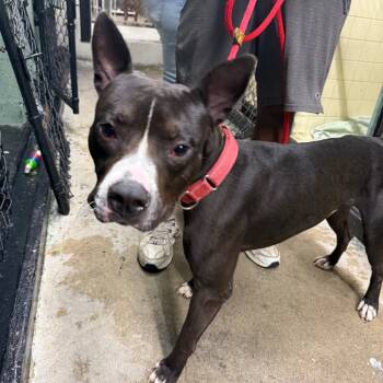 Rescue Mixed Breed Dogs for Adoption in Savannah, Georgia - Tito | PetCurious