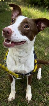 Meadow -  Border Collie Dog for Adoption in Steger, Illinois - Meadow | PetCurious