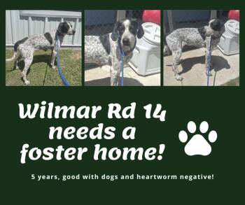Needs Foster Wilmar Rd 14 (NC) -  English Pointer Dog for Adoption in Bridgeton, New Jersey - Needs Foster Wilmar Rd 14 (NC) | PetCurious