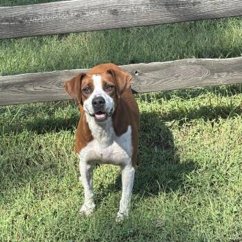 Lucy -  Mixed Breed Dog for Adoption in Jefferson City, Tennessee - Lucy | PetCurious