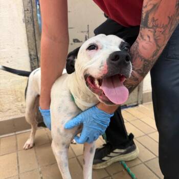 Thistle -  Terrier and Mixed Breed Dog for Adoption in Birmingham, Alabama - Thistle | PetCurious