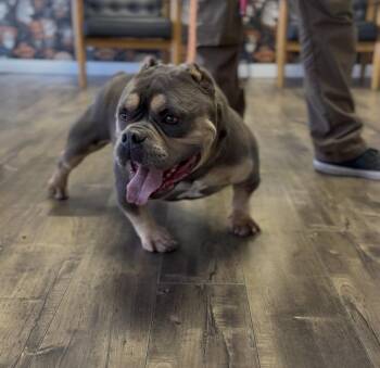 QUAVO -  American Bulldog Dog for Adoption in Ventura, California - QUAVO | PetCurious