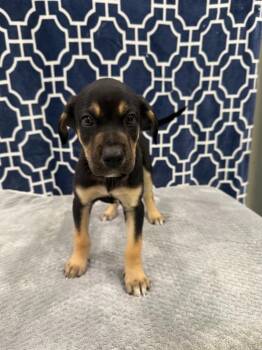 Buster -  German Shepherd Dog Dog for Adoption in Brookings, Oregon - Buster | PetCurious