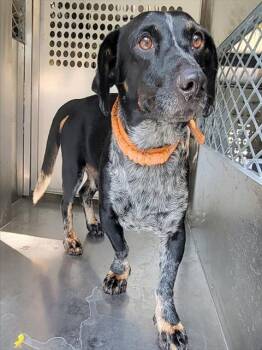 MR. MISTER -  Dachshund and Mixed Breed Dog for Adoption in Rowlett, Texas - MR. MISTER | PetCurious