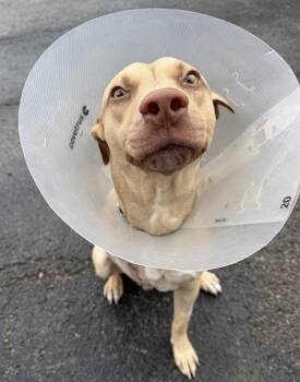 Dewy -  Pit Bull Terrier and Labrador Retriever Dog for Adoption in Naperville, Illinois - Dewy | PetCurious