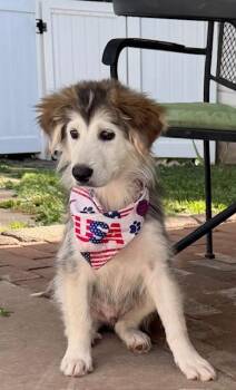 Denali -  Siberian Husky and Great Pyrenees Dog for Adoption in York, Pennsylvania - Denali | PetCurious