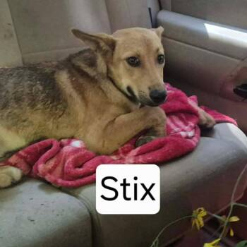 Stix -  Hound and Mixed Breed Dog for Adoption in Dover, Arkansas - Stix | PetCurious