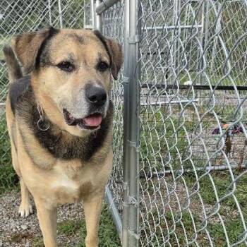 Max -  German Shepherd Dog and Mastiff Dog for Adoption in Butler, Kentucky - Max | PetCurious