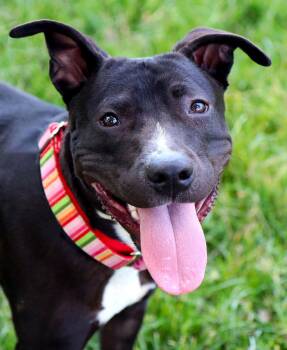 Pit Bull Terrier Dogs Available for Adoption in Kansas City, Missouri - Sabrina | PetCurious