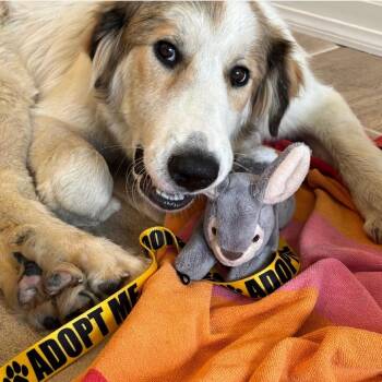 Smoothie_2 -  Great Pyrenees Dog for Adoption in San Diego, California - Smoothie_2 | PetCurious