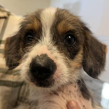 Orchard Pup: Rome -  Yorkshire Terrier and Mixed Breed Dog for Adoption in Falls Church, Virginia - Orchard Pup: Rome | PetCurious