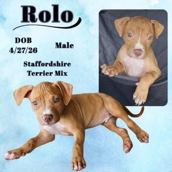 Rolo -  American Staffordshire Terrier Dog for Adoption in Caldwell, Texas - Rolo | PetCurious