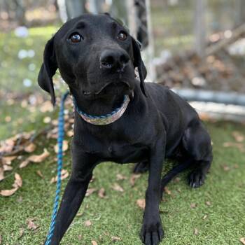 Black Labrador Retriever Dogs Available for Adoption in Melrose, Florida - Spanky | PetCurious