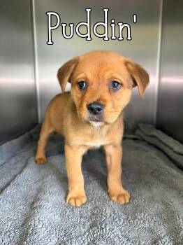 Shar Pei Dogs Available for Adoption - Puddin | PetCurious