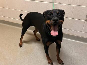 BAILEY -  Rottweiler and Mixed Breed Dog for Adoption in Colorado Springs, Colorado - BAILEY | PetCurious