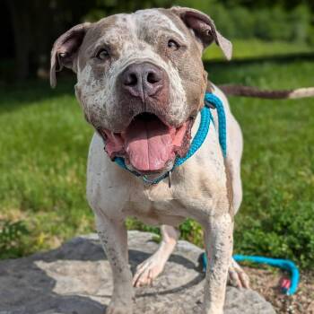 Tigger -  Terrier Dog for Adoption in North Syracuse, New York - Tigger | PetCurious